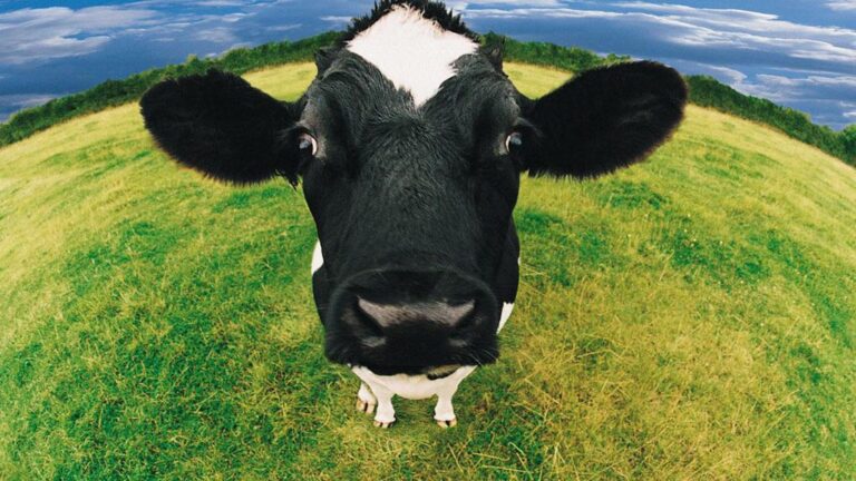 Vaquinha para ajudar os noivos quebrados – R$60